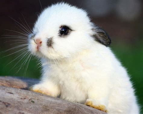 cute rabbit images|very cute bunny pictures.